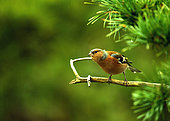 Chafinch (Fringilla coelebs) on a branch, France