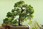 Chinese juniper (Juniperus chinensis) bonsai