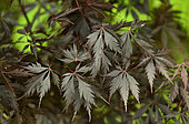 Japanese maple (Acer palmatum) 'Black Lace', foliage