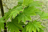Japanese maple uk (Acer japonicum) 'Vitifolium', foliage