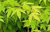 Japanese maple (Acer palmatum) 'Ozakazuki', foliage