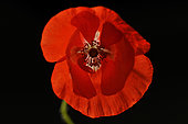 Poppy flower (Papaver rhoeas) on black background