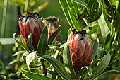 Protea (Protea sp), Horticultural variety
