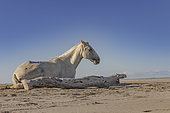 Camargue horse resting near a floating tree trunk on a beach in the Camargue, France