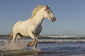 Camargue Horse running in the waves, near a beach in Camargue, France