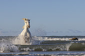 Camargue Horse running in the waves, near a beach in Camargue, France