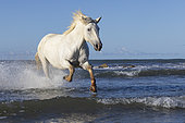 Camargue Horse running in the waves, near a beach in Camargue, France