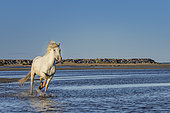 Camargue horse galloping in the water of a pond, near a beach in the Camargue, France