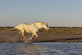 Camargue horse galloping in the water of a pond, near a beach in the Camargue, France