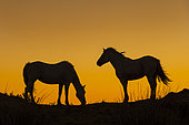 Camargue horses on a dune, silhouette against the light, Camargue, France