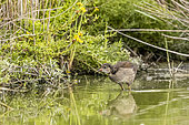 Young moorhen (Gallinula chloropus) in a marsh, Parc ornithologique de Pont-de-Gau, Camargue, France.