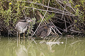 Young moorhens (Gallinula chloropus) in a marsh, Parc ornithologique de Pont-de-Gau, Camargue, France.