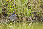 Moorhen (Gallinula chloropus) in a marsh, Parc ornithologique de Pont-de-Gau, Camargue, France.