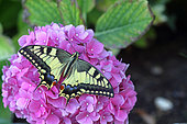 Old World Swallowtail (Papilio machaon) on an ornamental flower, Ardèche, France