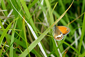 Moroccan Pearly Heath (Coenonympha arcania) on a blade of grass, France