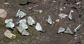 Black-veined White (Aporia crataegi) group drinking from the ground, France