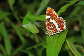 Poplar Admiral (Limenitis populi) on a leaf, Vénec National Reserve, Finistère, France
