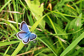 Silver-studded Blue (Plebejus idas) on a blade of grass, France