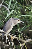 Night heron (Nycticorax nycticorax) on a branch, France