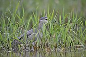 Night heron (Nycticorax nycticorax) on the lookout in a reed bed, France