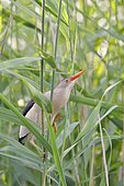 Little Bittern (Ixobrychus minutus) perched on thin reed stems, France