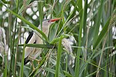 Little Bittern (Ixobrychus minutus) perched on thin reed stems, France