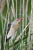Little Bittern (Ixobrychus minutus) perched on thin reed stems, France