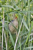 Little Bittern (Ixobrychus minutus) perched on thin reed stems, France