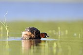 Little grebe (Tachybaptus ruficollis) snorting, Dombes, France