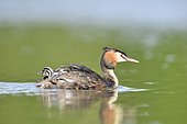Great Crested Grebe (Podiceps cristatus) carrying its young, la Dombes, France