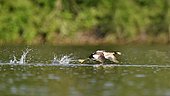Great Crested Grebe (Podiceps cristatus) take-off run, la Dombes, France
