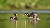 Great Crested Grebe (Podiceps cristatus) feeding its young, la Dombes, France