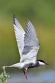 Whiskered tern (Chlidonias hybrida) in flight, France