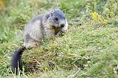Alpine Marmot (Marmota marmota) eating in a meadow, Pyrenees, France