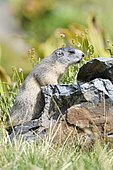 Alpine Marmot (Marmota marmota) on a rock,Pyrenees, France