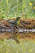 European serin (Serinus serinus) drinking at the edge of a pond, France