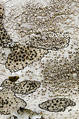 Crustacean lichens (Lecanora sp) on a trunk, Alsace, France