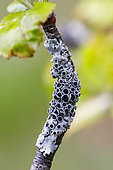 Crustacean lichens (Physcia sp) on a branch, Alsace, France
