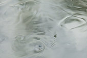 Eempididae fly drawing waves on the surface of water, Alsace, France