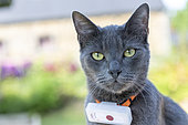 Cat with a GPS tag around its neck, France