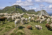 Creation in the spring of 2021 of a collective sheep pasture; six breeders from the surrounding valleys have grouped their livestock (about six hundred head) under the care of two shepherds housed in a hut built to ecological standards especially for the spring of 2021 in order to reduce the damage caused by wolf predation, and resulting in the presence of about fifty griffon vultures every summer, Grand site du Puy Mary, Cantal, Parc Naturel Régional des Volcans d'Auvergne, France