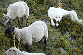 Patou watching his sheep in the valley of Saint-Paul de Salers, Parc naturel des Volcans d'Auvergne, France
