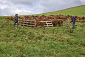Troupeau et eunes vaches de race Salers dans un enclos, Parc naturel des volcans d'Auvergne, France