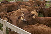 Jeunes vaches de race Salers dans un enclos, Parc naturel des volcans d'Auvergne, France