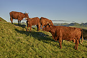 Herd of Salers cows, the Cantal mountains in the background: from Puy Mary on the left to Roc des Ombres, Auvergne Volcanoes Natural Park, France