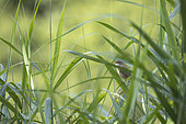 Reed Warbler (Acrocephalus scirpaceus) in song in reedbed, Alsace, France