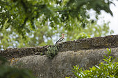 Hoopoe(Upupa epops) perched on a wall, Arles, Provence, France
