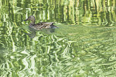 Mallard Duck (Anas platyrhynchos) female on water, Alsace, Ffrance