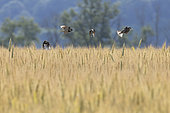 Moineau domestique (Passer domesticus) groupe en vol au dessus d'un champ de blé, Alsace, France