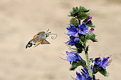 Olive Bee Hawk-moth (Macroglossum stellatarum) hovering in front of vipersbugloss flowers, France